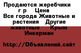 Продаются жеребчики 14,15 16 г.р  › Цена ­ 177 000 - Все города Животные и растения » Другие животные   . Крым,Инкерман